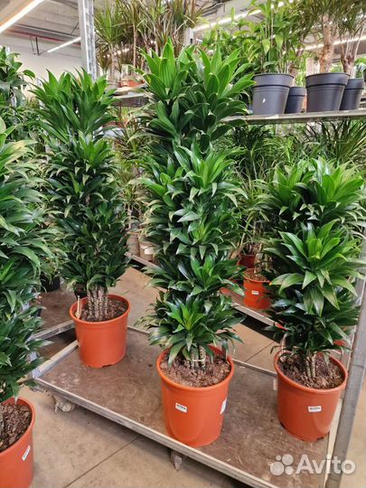 Драцена фрагранс Компакта многоствольная