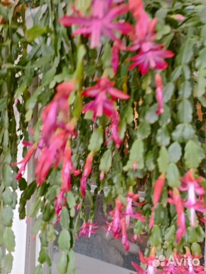 Комнатные цветы Декабрист