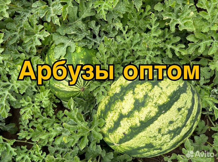 Арбуз Оптом