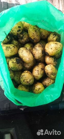 Огурцы, кабачки, картофель молодой, перец