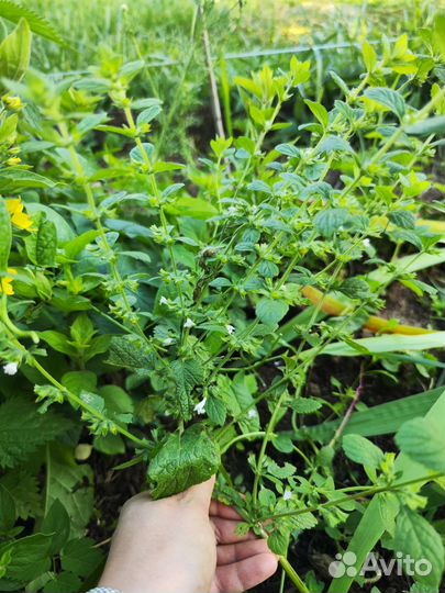 Мята и мелисса дачная