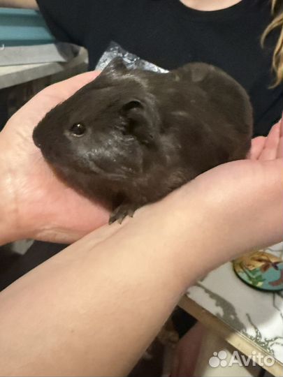 Морская свинка