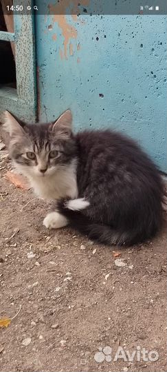 Котенок