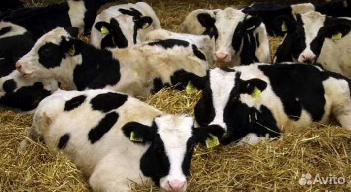 Телята бычки