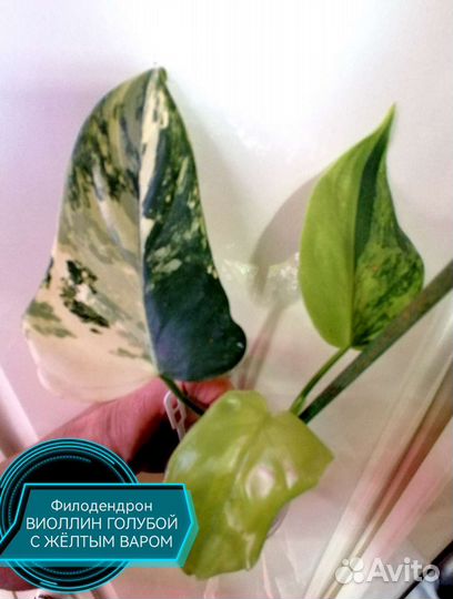 Филодендрон виоллин голубой жёлтый вар и другие