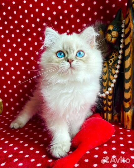 Красотка с глазами цвета неба