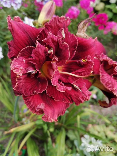 Коллекцонные сорта лилейников