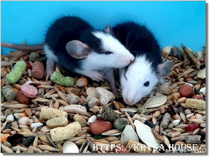 Крысы. Крысята Хаски (Дамбо)