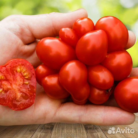 Семена коллекционных томатов