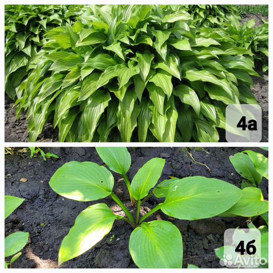 Многолетние цветы для дома и дачи