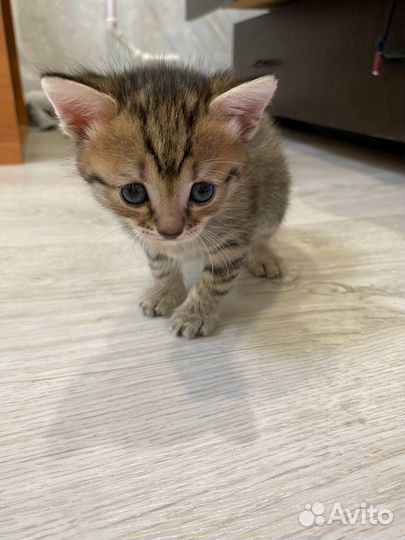 Котята красивого окраса