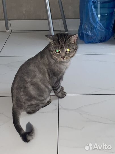 Кастрированный кот