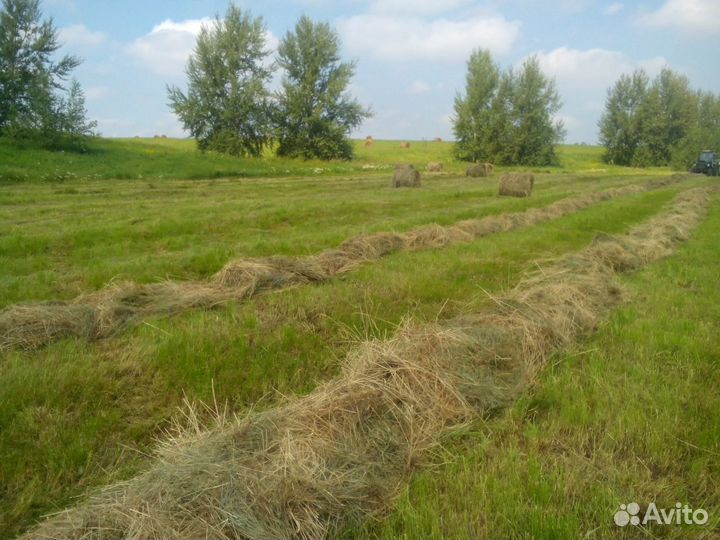 Сено разнотравия