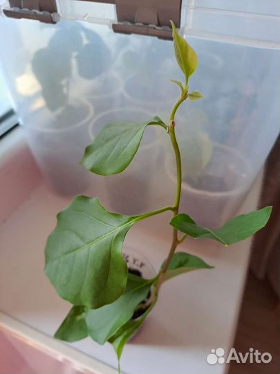 Бугенвиллия