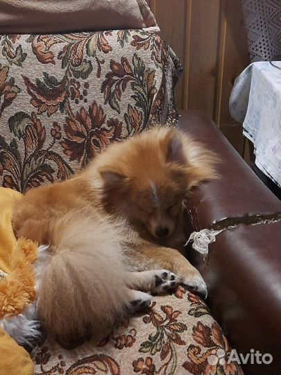 Померанский шпиц