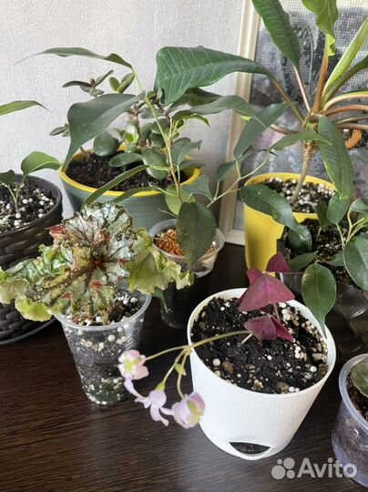 Комнатные цветы