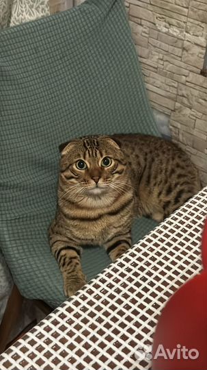 Шотландский котик вязка