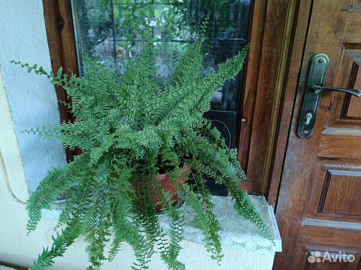 Комнатные растения цветы