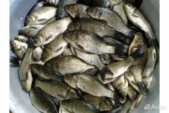 Живец карась