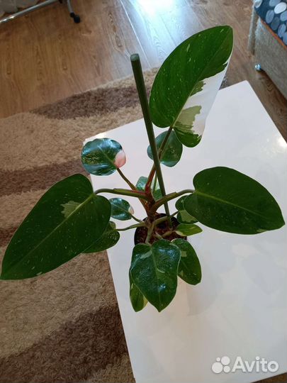 Филодендроны