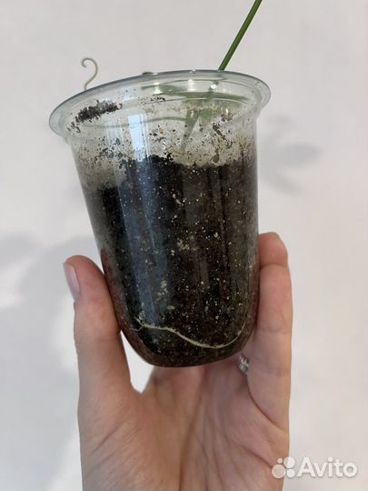 Пассифлора