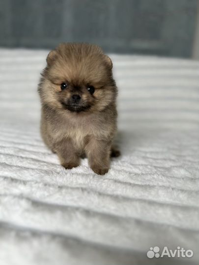 Мини девочки Померанского шпица