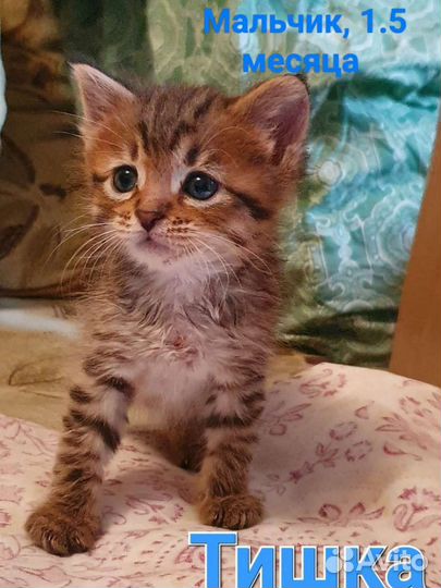 Котята в добрые руки