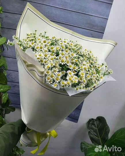 Цветы ромашки