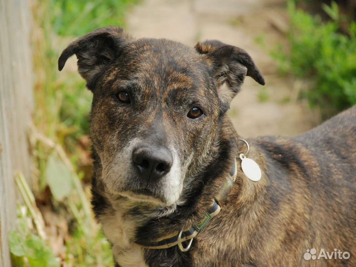 Стаффорд в дар