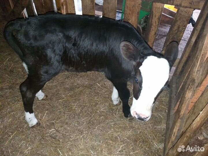 Быки на племя и откорм