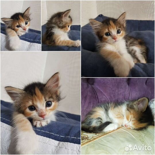 Пушистые безумно сладкие малыши