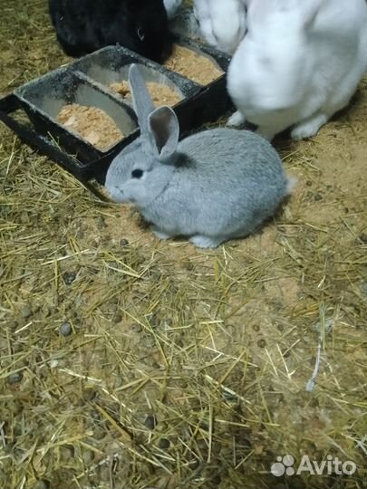Продам кроликов