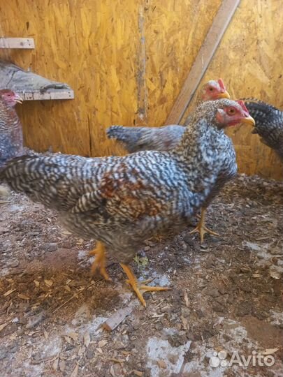 Куры молодки