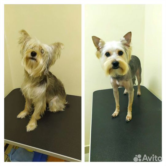 Стрижка кошек и собак, грумер, груминг, котоняня