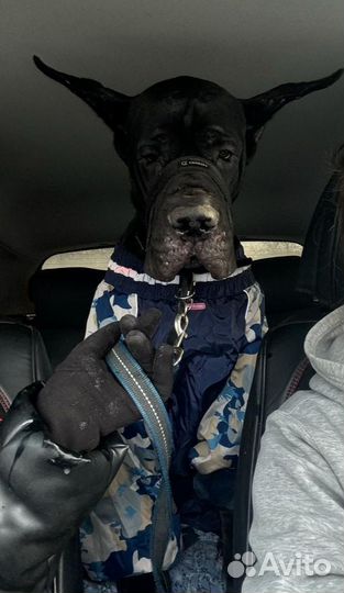 Зоотакси, перевозка животных.Город/межгород