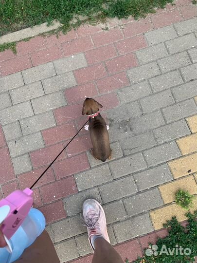 Щенки метисы Ам. Стаффордширский терьер и Доберман