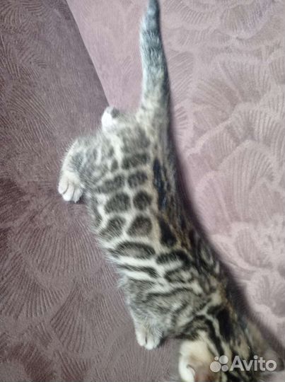 Котята Бенгалы