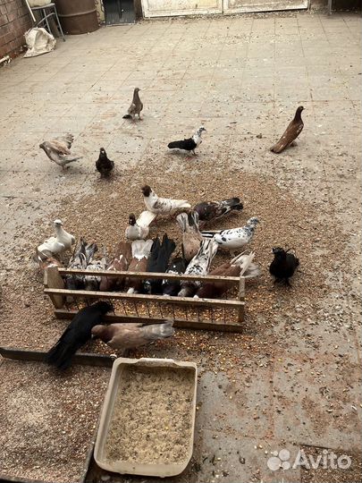 Продажа голубей