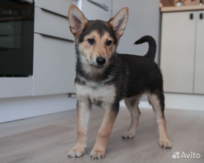 Девочка Маруся, щенок