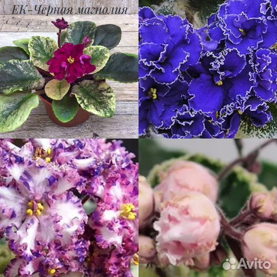 Фиалка набор деток 3