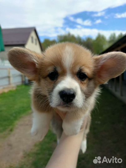 Вельш корги пемброк. Щенки Выбор большой