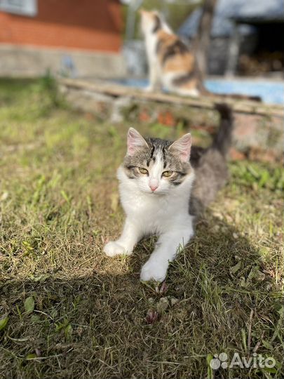 Кошки в добрые руки