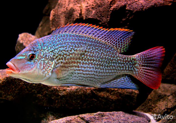 Танганийский ореохромис