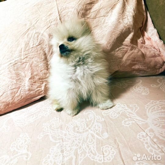 Передержка Вашего Питомца