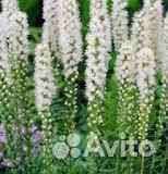 Лиатрис колосковый