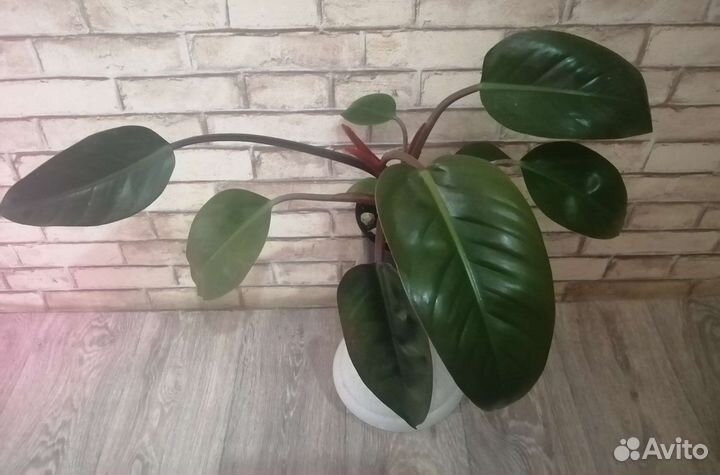 Филодендрон Rojo congo