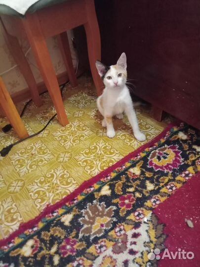 Котята ищут добрых хозяев