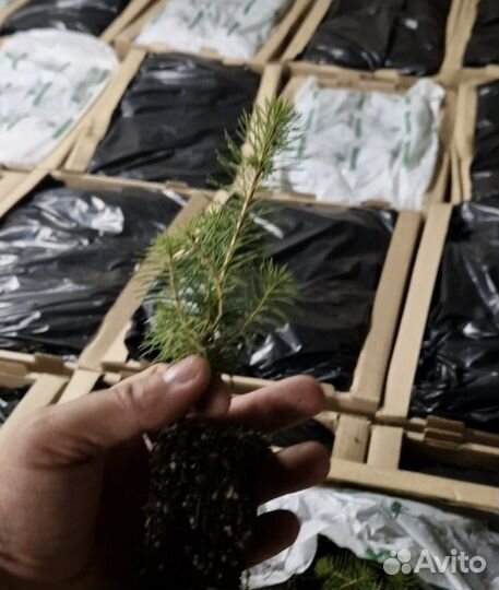 Сеянцы сосны окс