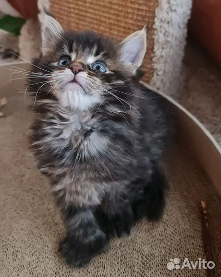 Котенок мейнкун мальчик полидакт 66х66