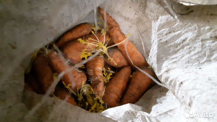 Продам картофель,морковь доставка